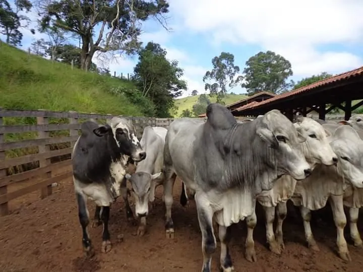 Fazenda à venda de 250 ha em Ouro Fino, MG, Brasil