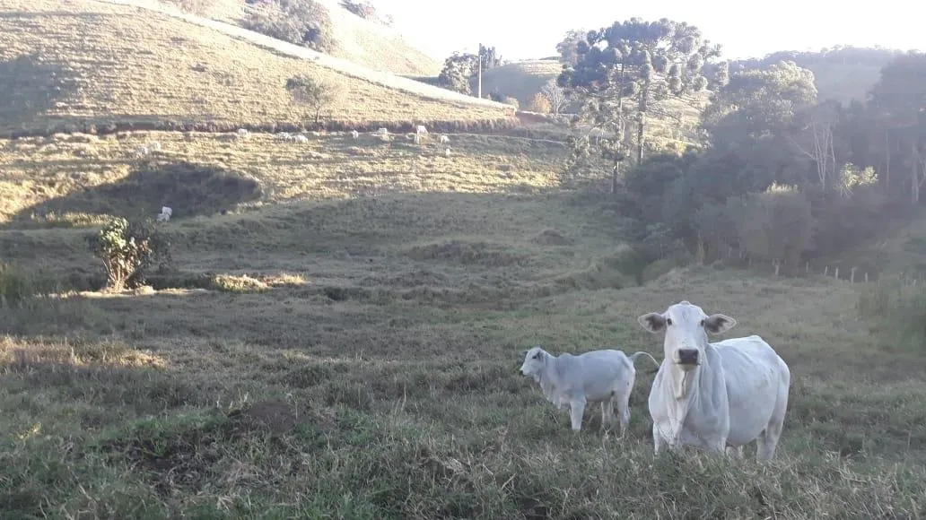 Fazenda à venda de 250 ha em Ouro Fino, MG, Brasil