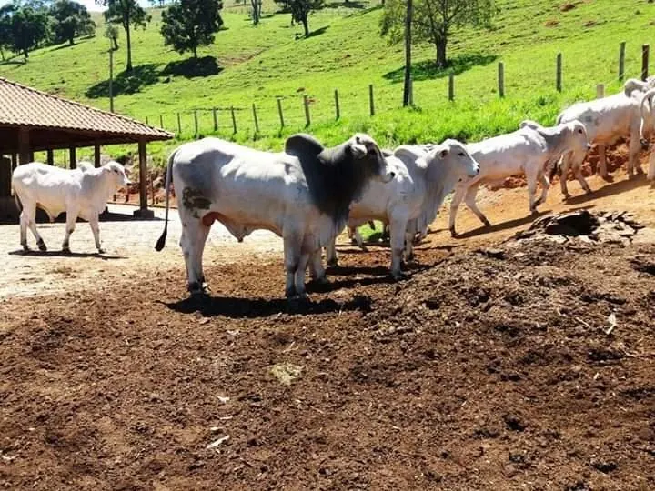 Fazenda à venda de 250 ha em Ouro Fino, MG, Brasil