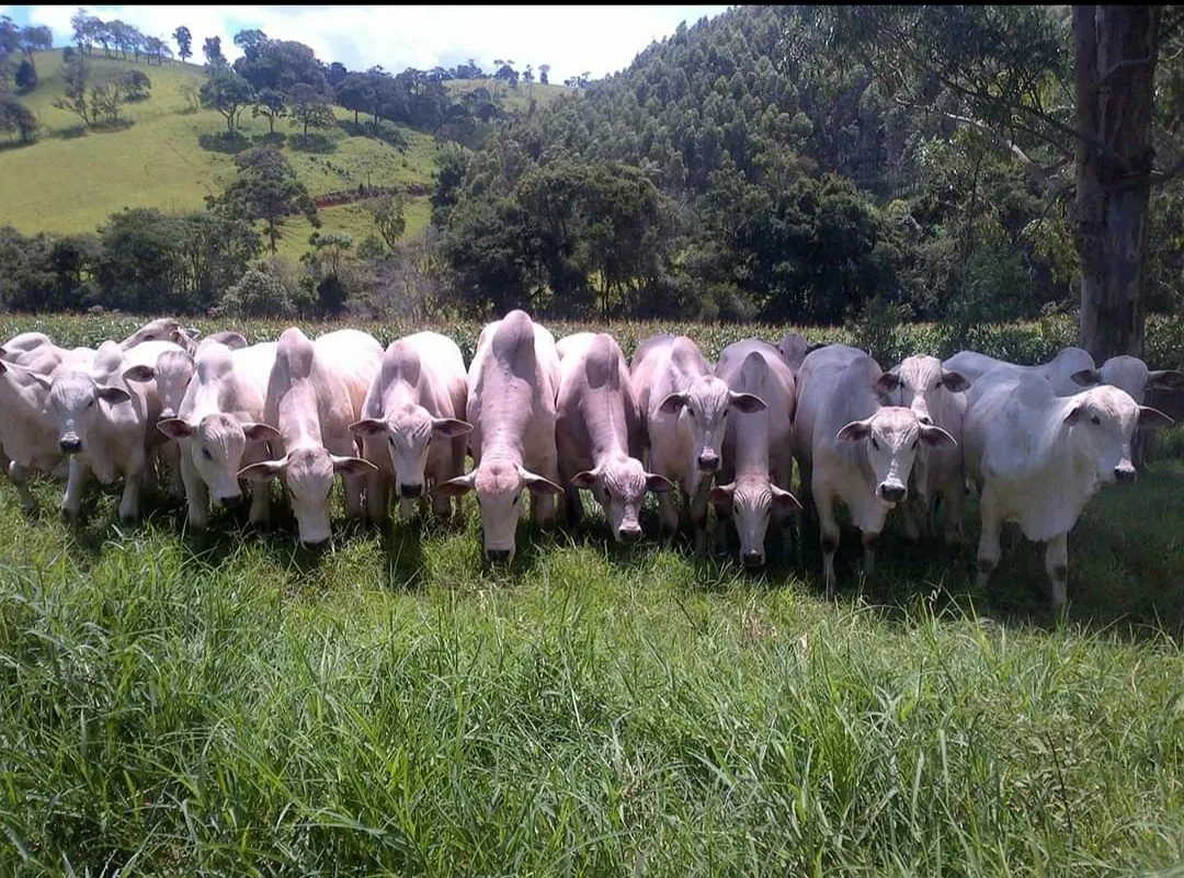 Fazenda à venda de 250 ha em Ouro Fino, MG, Brasil
