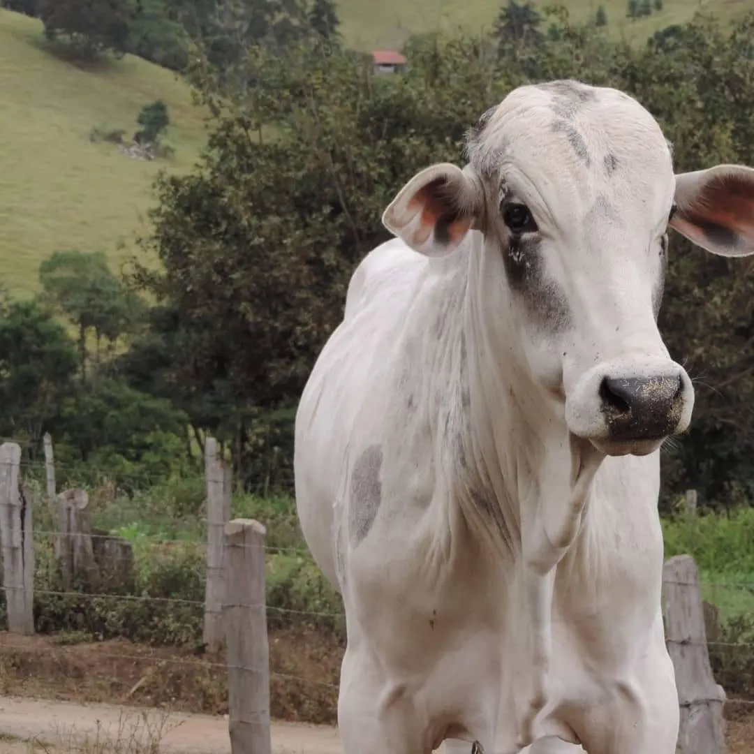 Fazenda à venda de 250 ha em Ouro Fino, MG, Brasil