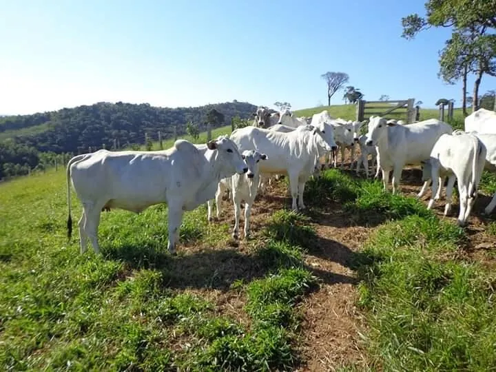Fazenda à venda de 250 ha em Ouro Fino, MG, Brasil