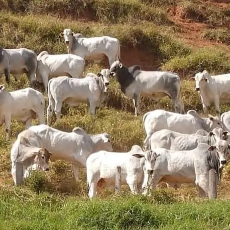 Fazenda à venda de 250 ha em Ouro Fino, MG, Brasil