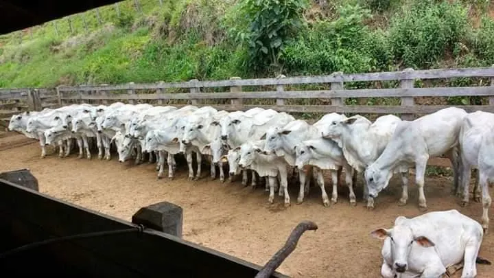 Fazenda à venda de 250 ha em Ouro Fino, MG, Brasil