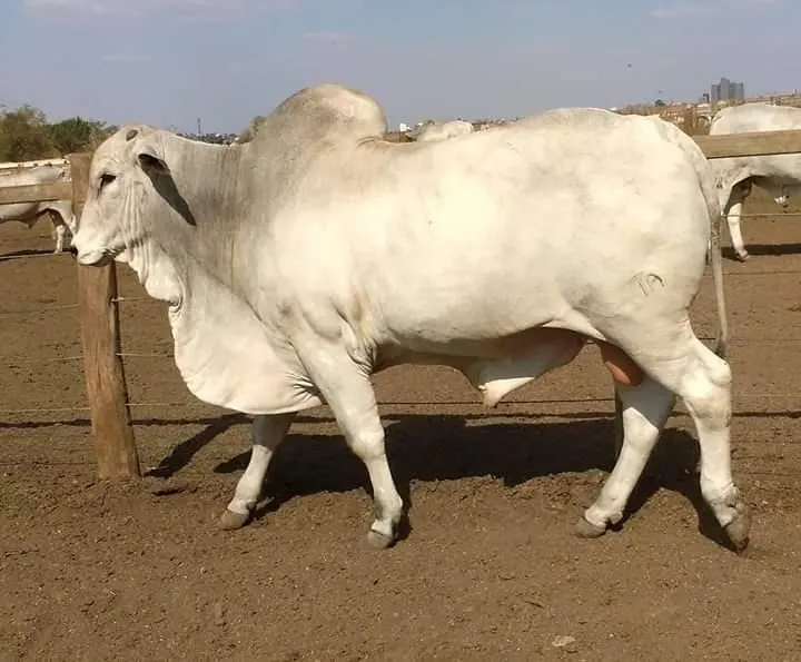 Fazenda à venda de 250 ha em Ouro Fino, MG, Brasil