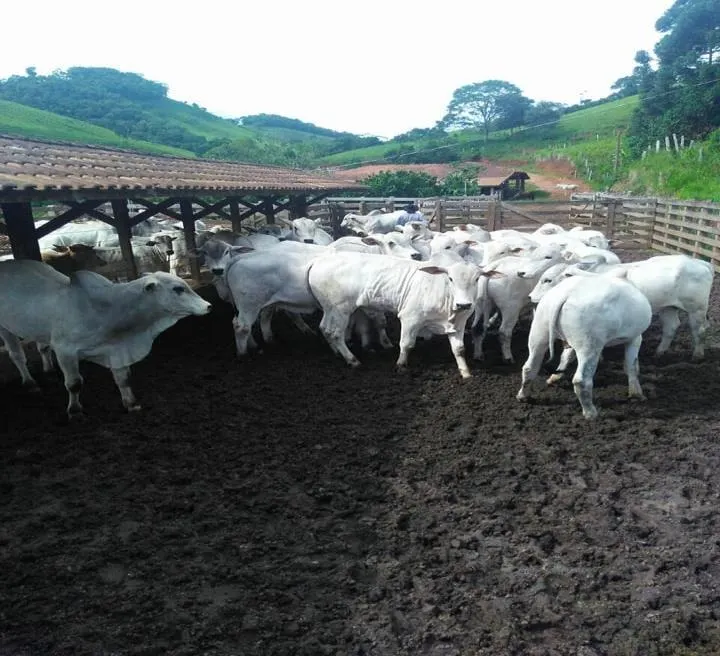 Fazenda à venda de 250 ha em Ouro Fino, MG, Brasil