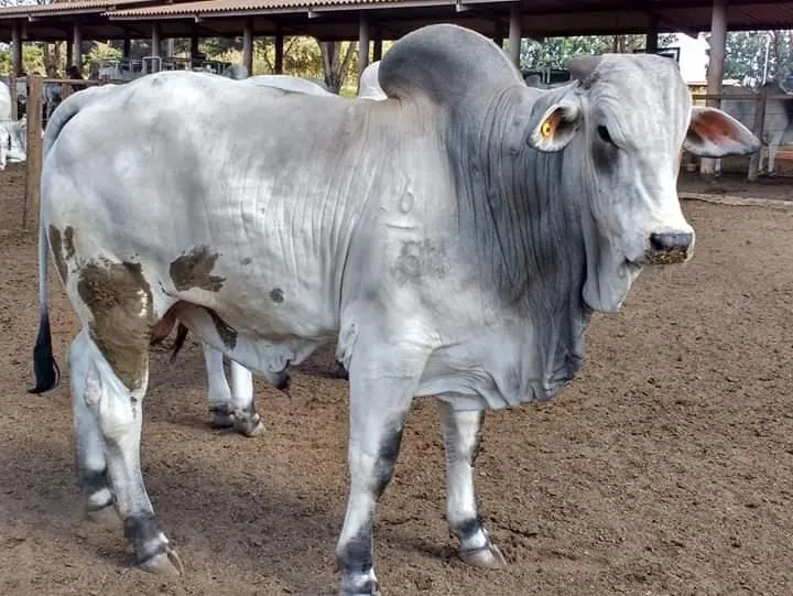 Fazenda à venda de 250 ha em Ouro Fino, MG, Brasil
