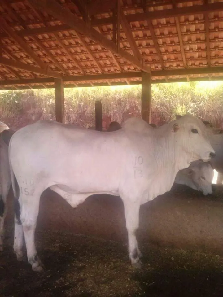 Fazenda à venda de 250 ha em Ouro Fino, MG, Brasil
