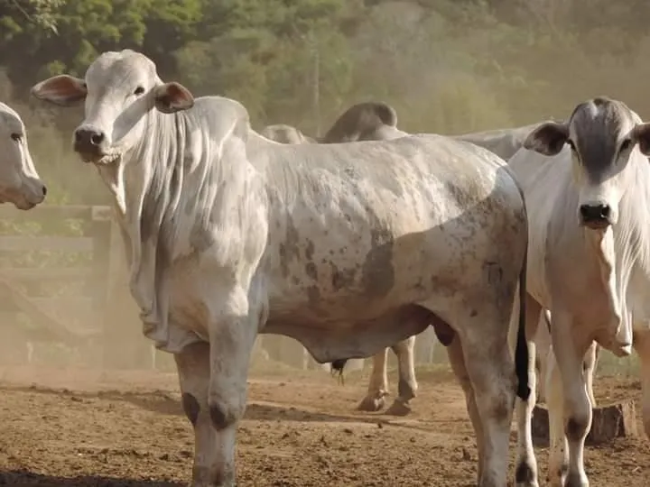 Fazenda à venda de 250 ha em Ouro Fino, MG, Brasil