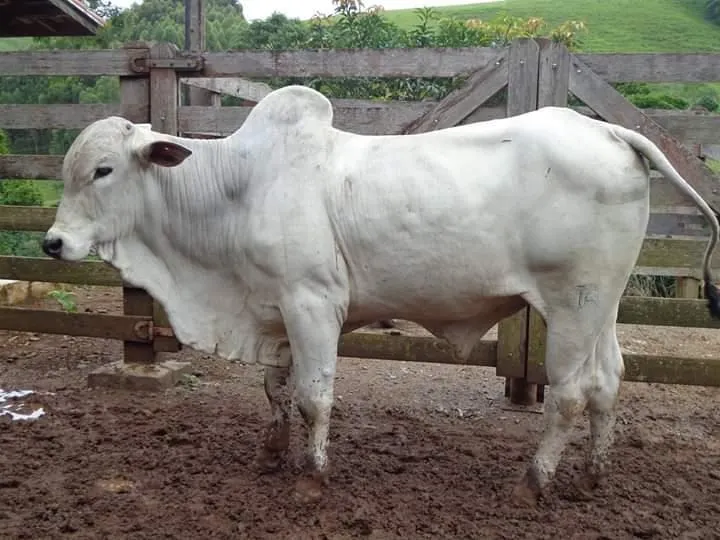 Fazenda à venda de 250 ha em Ouro Fino, MG, Brasil