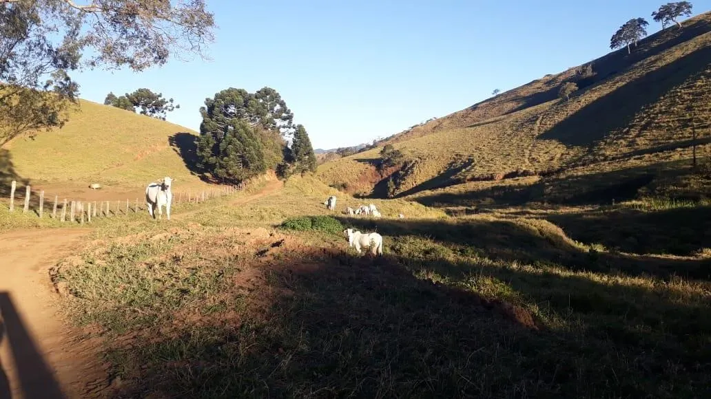 Fazenda à venda de 250 ha em Ouro Fino, MG, Brasil