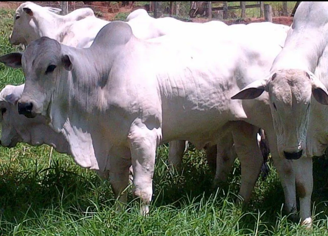 Fazenda à venda de 250 ha em Ouro Fino, MG, Brasil