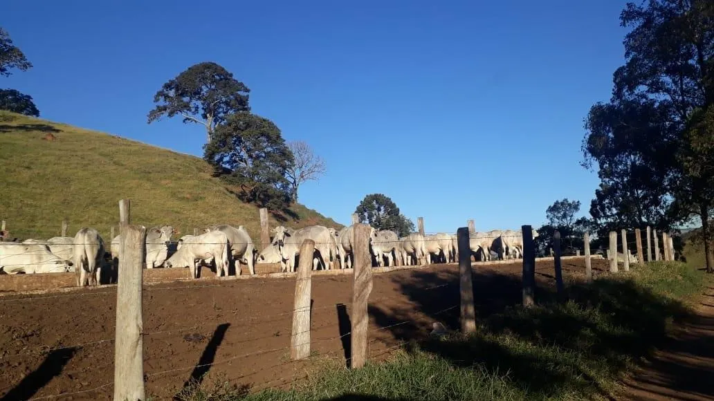 Fazenda à venda de 250 ha em Ouro Fino, MG, Brasil