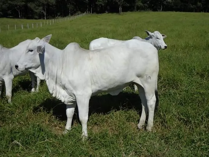 Fazenda à venda de 250 ha em Ouro Fino, MG, Brasil