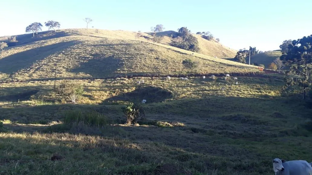 Fazenda à venda de 250 ha em Ouro Fino, MG, Brasil