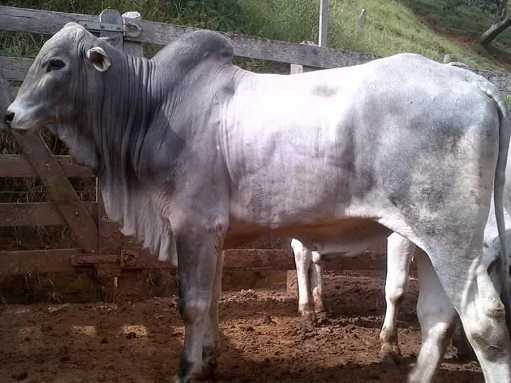 Fazenda à venda de 250 ha em Ouro Fino, MG, Brasil