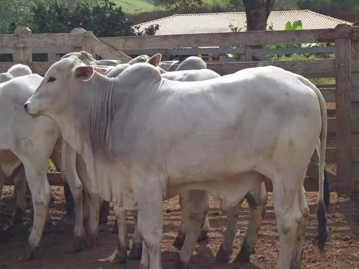 Fazenda à venda de 250 ha em Ouro Fino, MG, Brasil