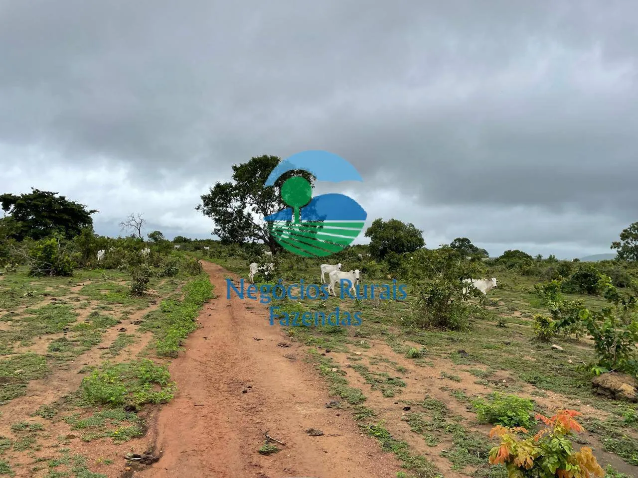 Fazenda à venda e para Arrendar de 1.258 ha em Peixe, TO, Brasil