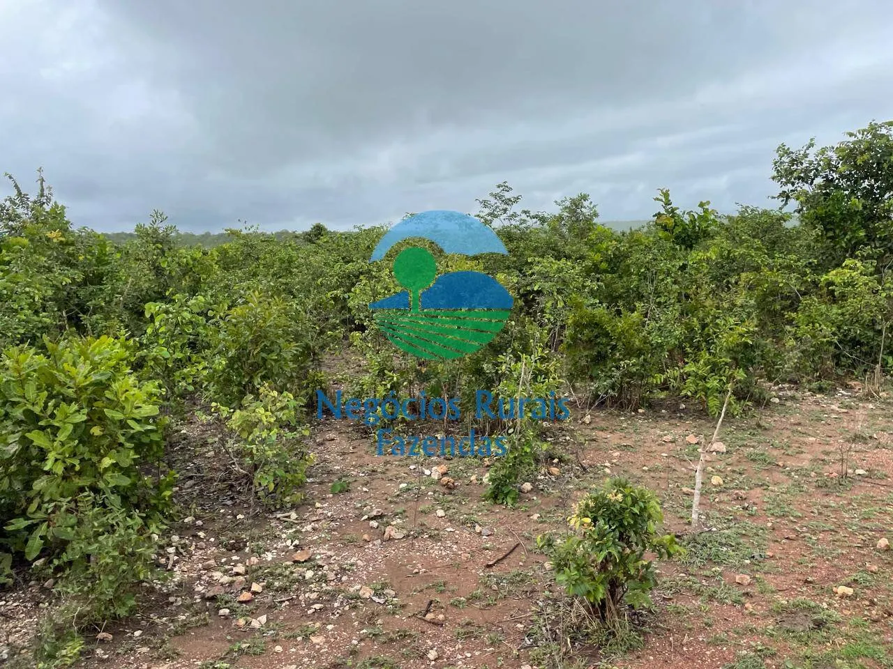 Fazenda à venda e para Arrendar de 1.258 ha em Peixe, TO, Brasil