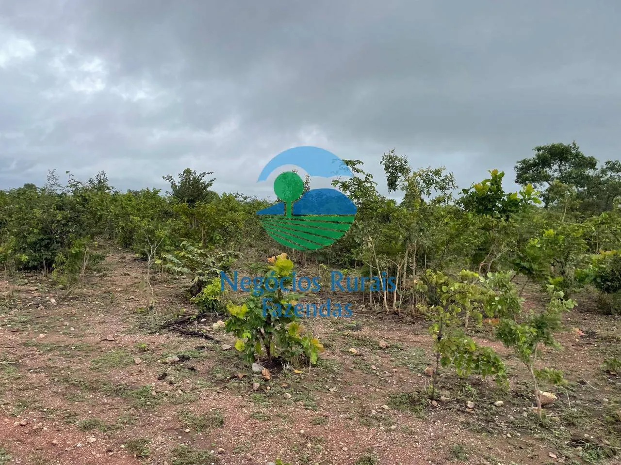Fazenda à venda e para Arrendar de 1.258 ha em Peixe, TO, Brasil