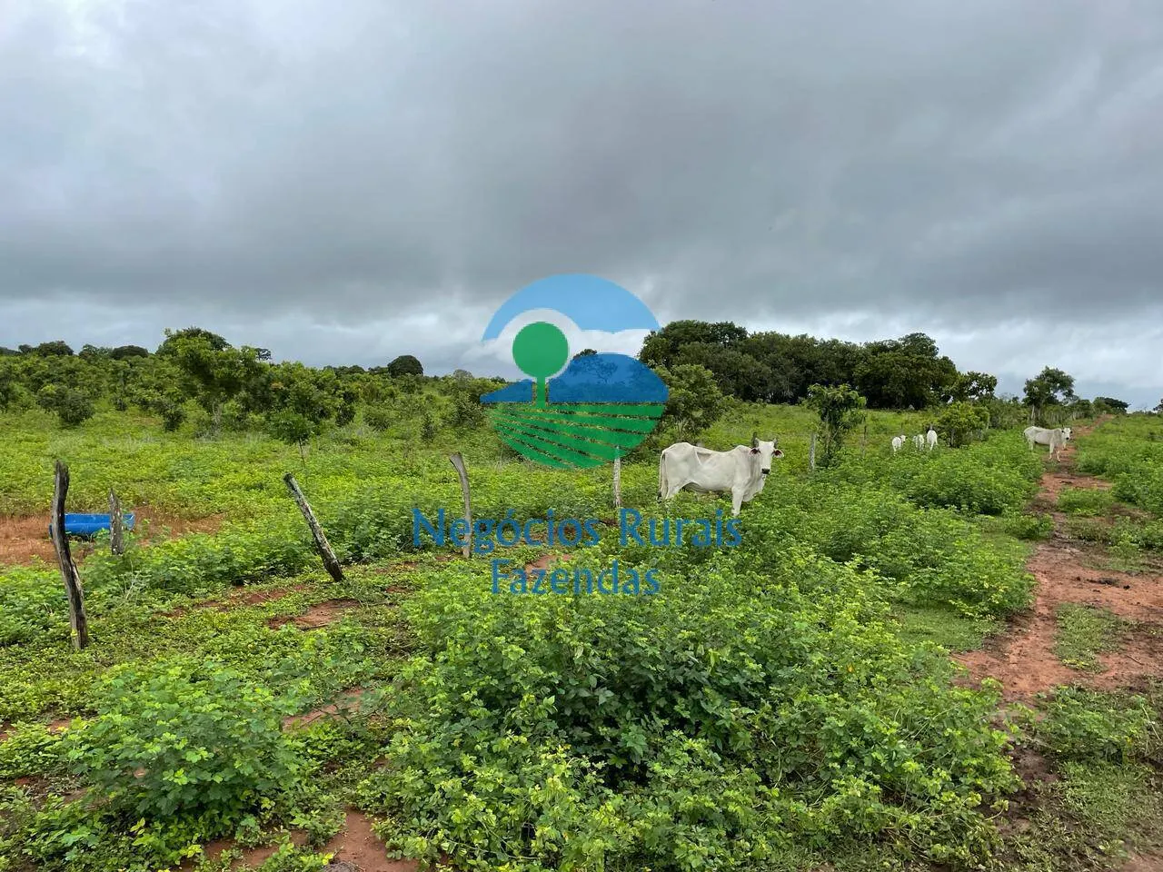 Fazenda à venda e para Arrendar de 1.258 ha em Peixe, TO, Brasil
