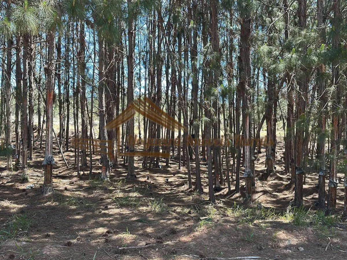 Fazenda à venda de 290 ha em Bofete, SP, Brasil
