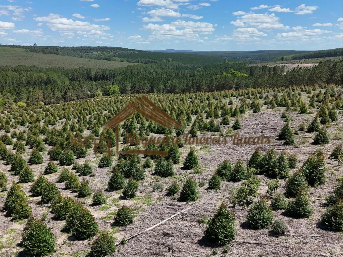 Fazenda à venda de 290 ha em Bofete, SP, Brasil