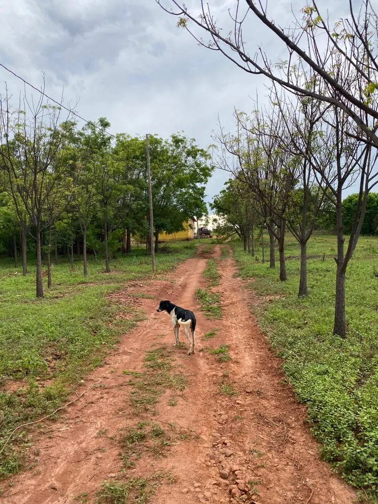 Fazenda à venda de 1.961 ha em Buritizeiro, MG, Brasil