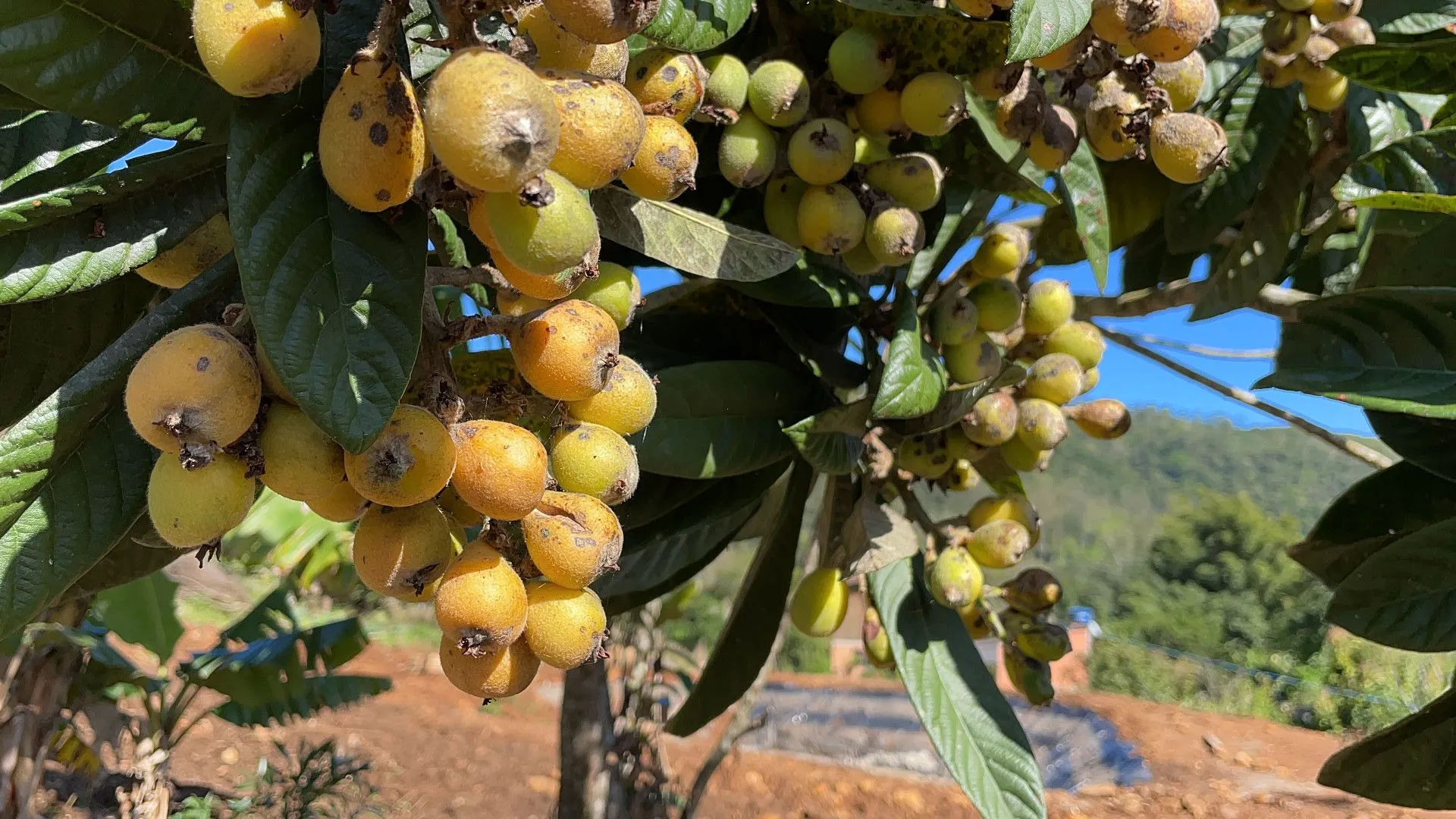Terreno à venda de 8 ha em Caraá, RS, Brasil