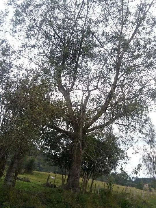 Sítio à venda de 12 ha em Santo Antônio da Patrulha, RS, Brasil