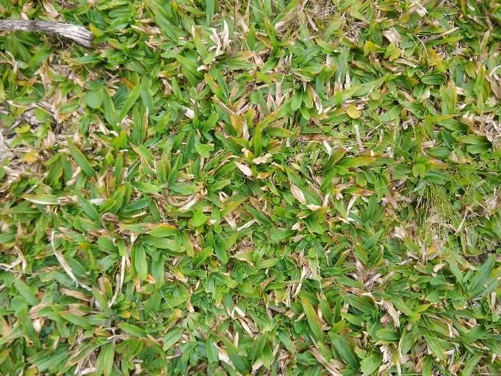 Sítio à venda de 12 ha em Santo Antônio da Patrulha, RS, Brasil