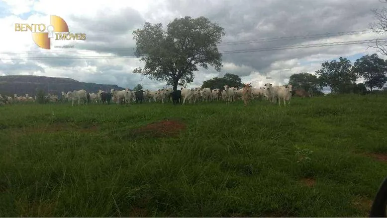 Fazenda à venda de 976 ha em Poxoréu, MT, Brasil