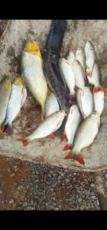 Chácara à venda de 6 ha em Cuiabá, MT, Brasil