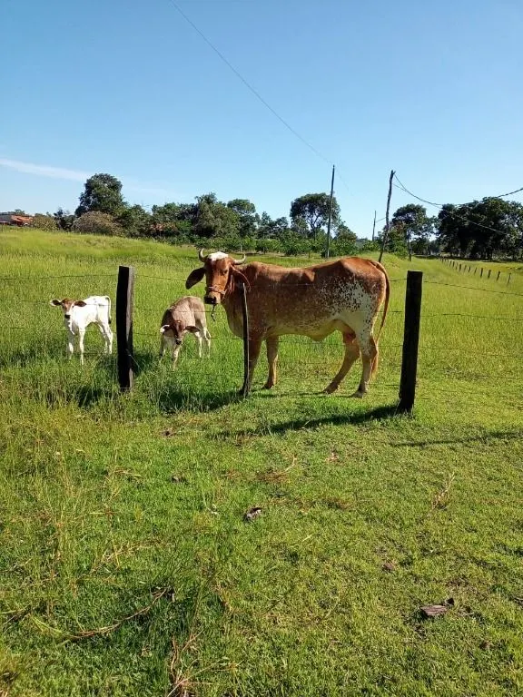 Chácara à venda de 6 ha em Cuiabá, MT, Brasil