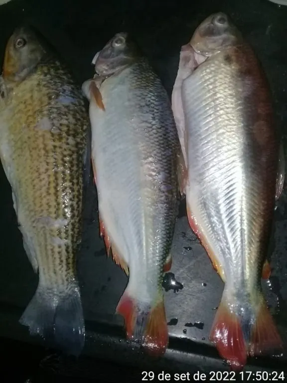 Chácara à venda de 6 ha em Cuiabá, MT, Brasil