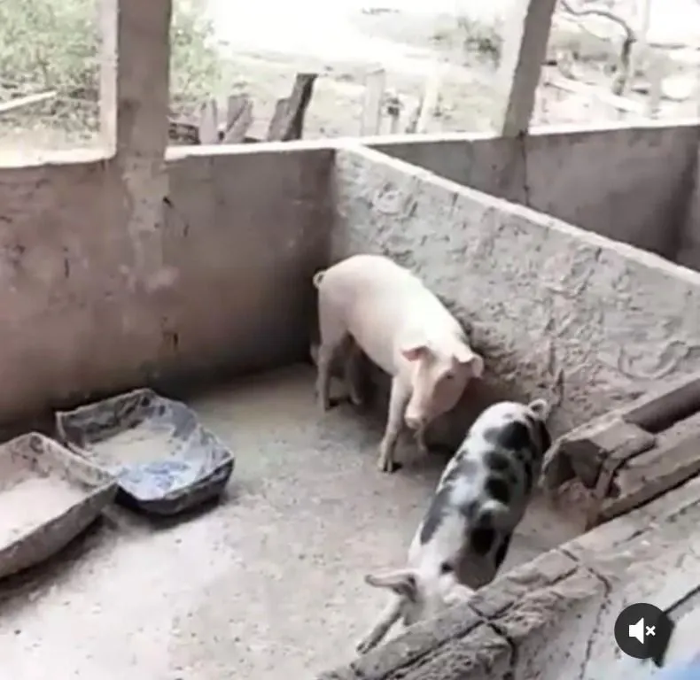 Chácara à venda de 6 ha em Cuiabá, MT, Brasil
