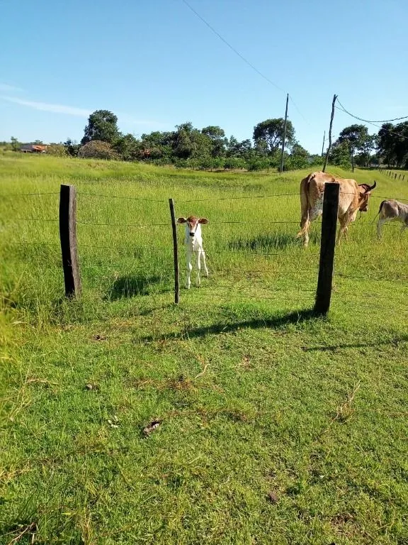 Chácara à venda de 6 ha em Cuiabá, MT, Brasil