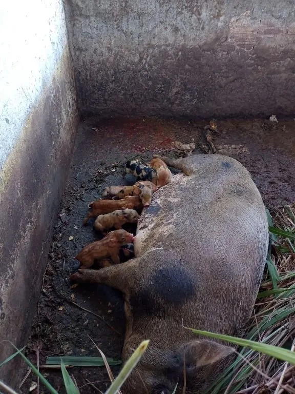 Chácara à venda de 6 ha em Cuiabá, MT, Brasil