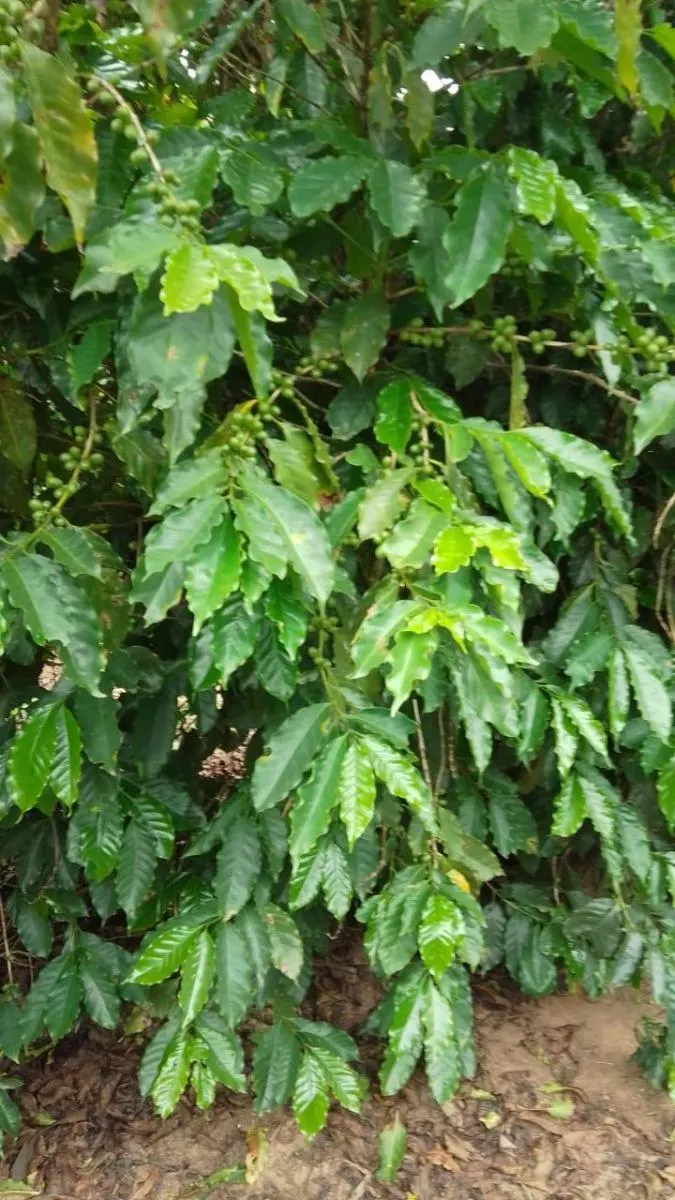 Fazenda à venda de 76 ha em Marília, SP, Brasil