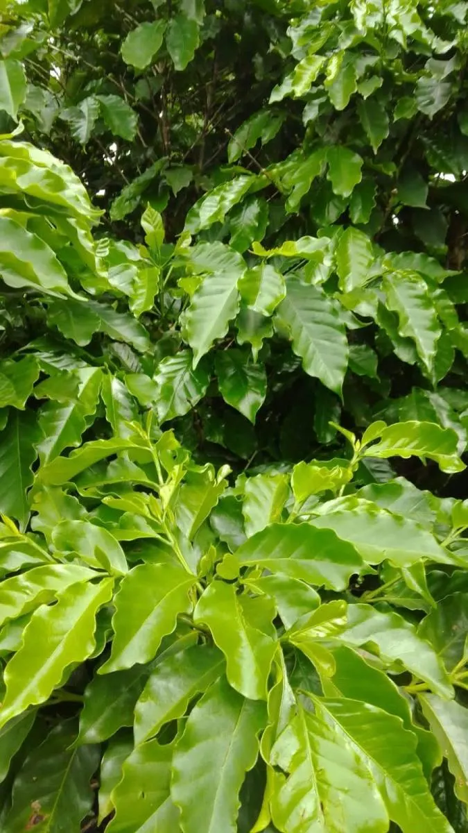 Fazenda à venda de 76 ha em Marília, SP, Brasil