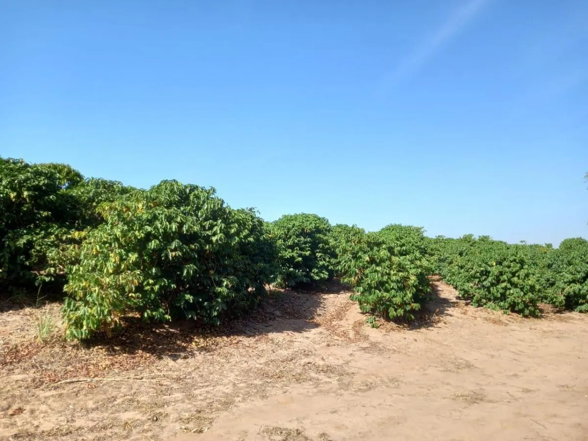 Fazenda à venda de 76 ha em Marília, SP, Brasil
