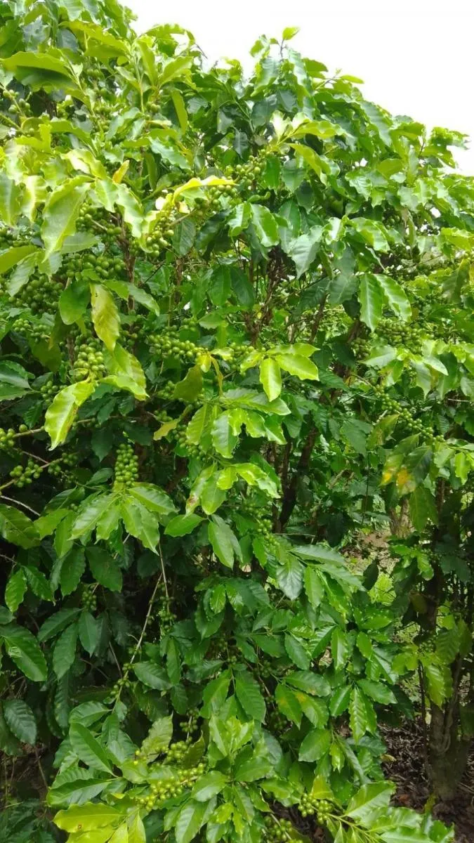 Fazenda à venda de 76 ha em Marília, SP, Brasil