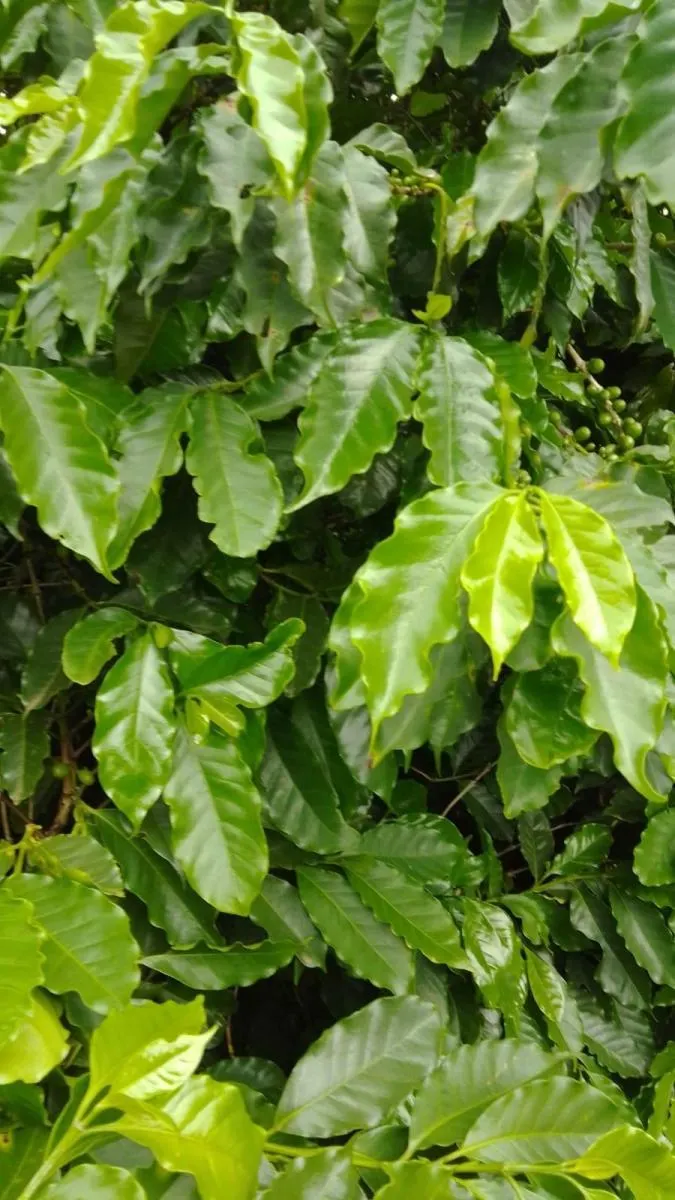 Fazenda à venda de 76 ha em Marília, SP, Brasil