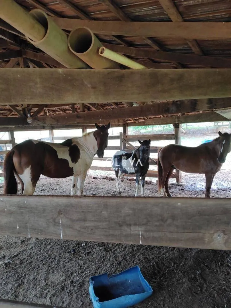 Small farm for sale of 48 acres in São José do Rio Preto, SP, Brazil