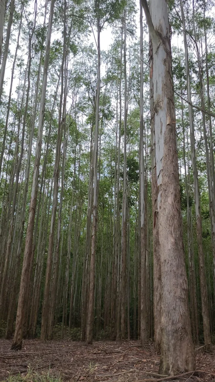 Fazenda à venda de 585 ha em Guaratinguetá, SP, Brasil