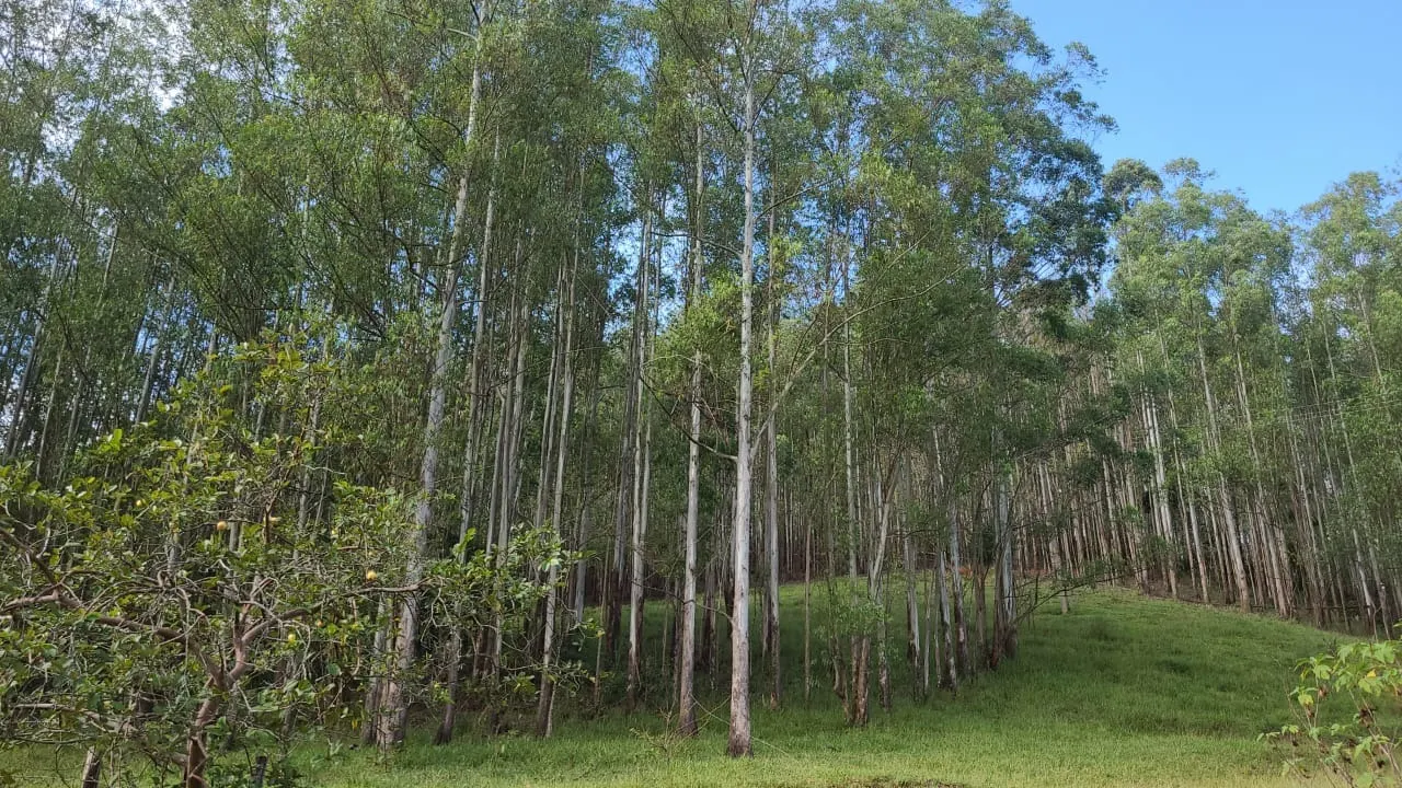 Fazenda à venda de 585 ha em Guaratinguetá, SP, Brasil