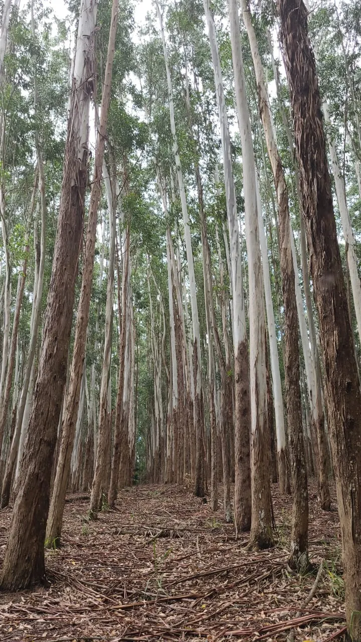 Fazenda à venda de 585 ha em Guaratinguetá, SP, Brasil