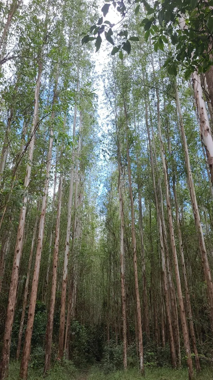 Fazenda à venda de 585 ha em Guaratinguetá, SP, Brasil