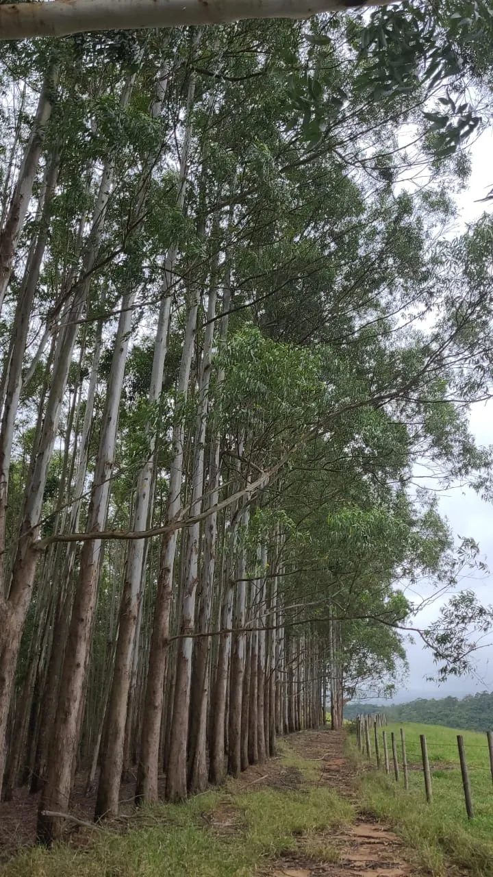 Fazenda à venda de 585 ha em Guaratinguetá, SP, Brasil