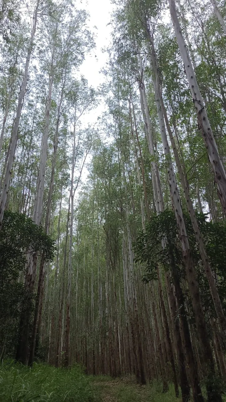 Fazenda à venda de 585 ha em Guaratinguetá, SP, Brasil